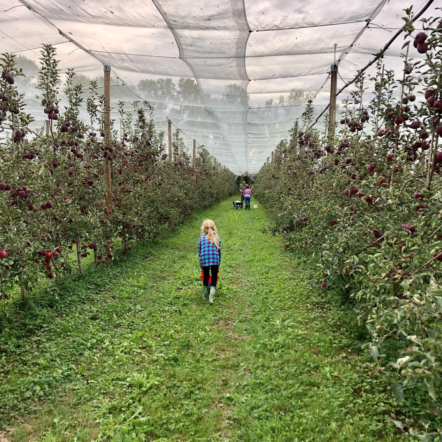 Cueillette de pommes en famille à la Ferme Pellausy dans le verger couvert de villemur-sur-tarn