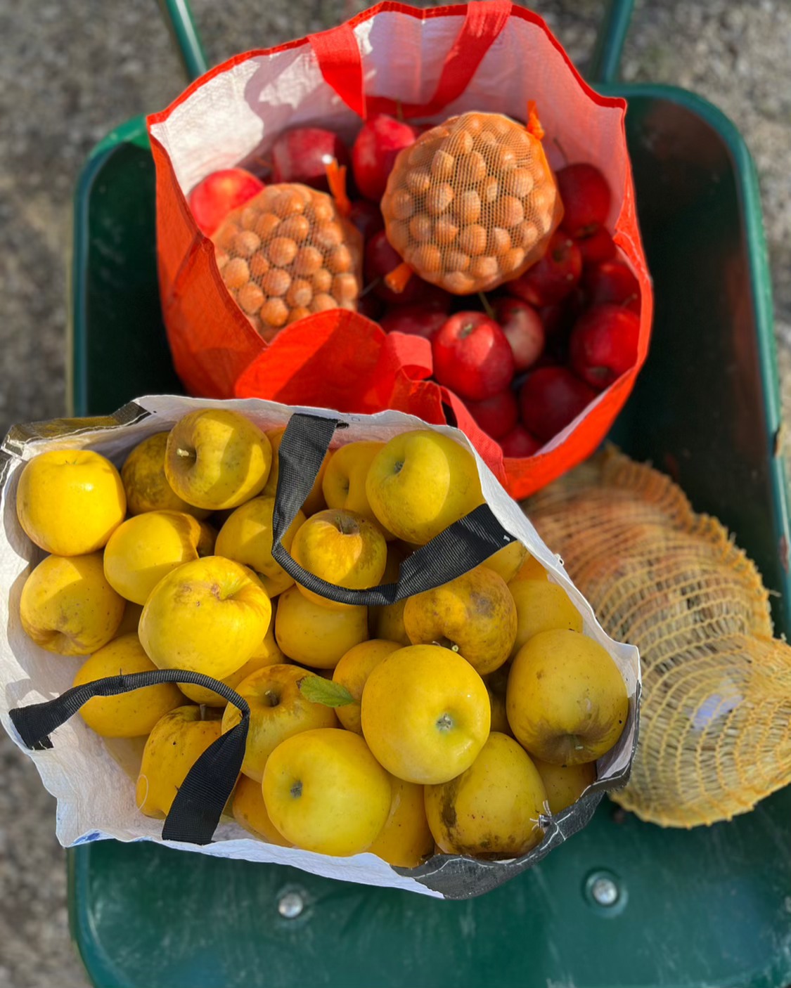 Pommes rouges et jaunes en sacs dans une brouette à la Ferme Pellausy, récolte en plein air à villemur-sur-tarn