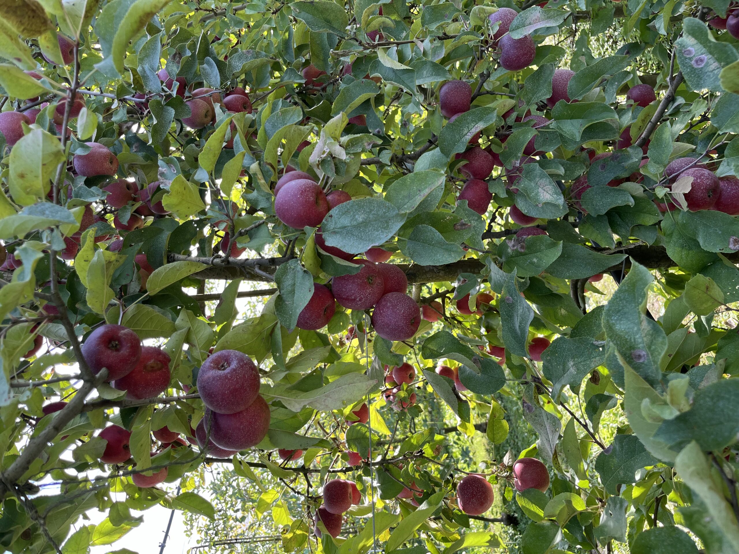 Pommes rouges mûres sur arbre au verger de la Ferme Pellausy à villemur-sur-tarn en automne
