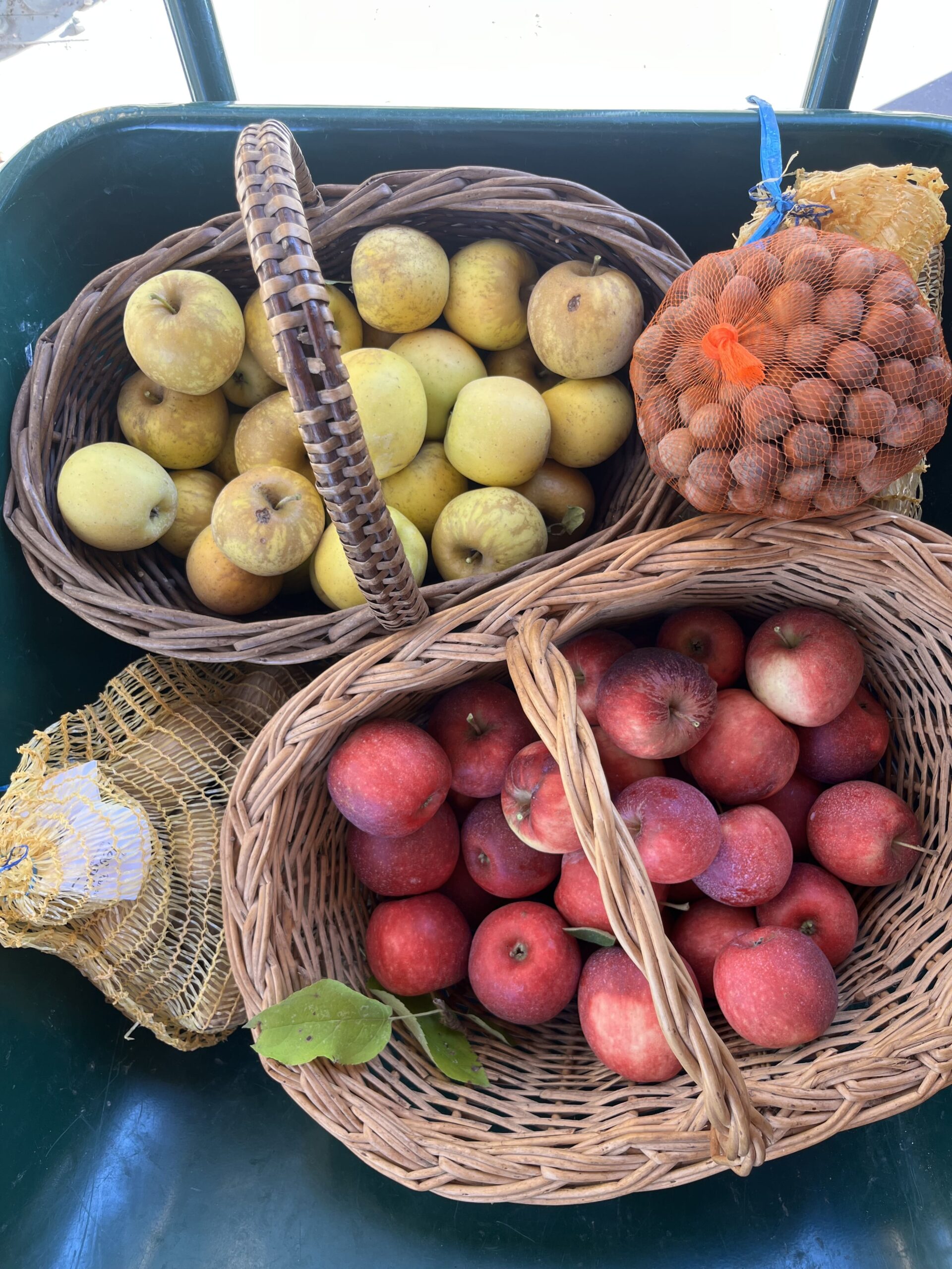 Récolte de pommes rouges et jaunes en paniers à la Ferme Pellausy, ambiance automnale rustique à villemur-sur-tarn