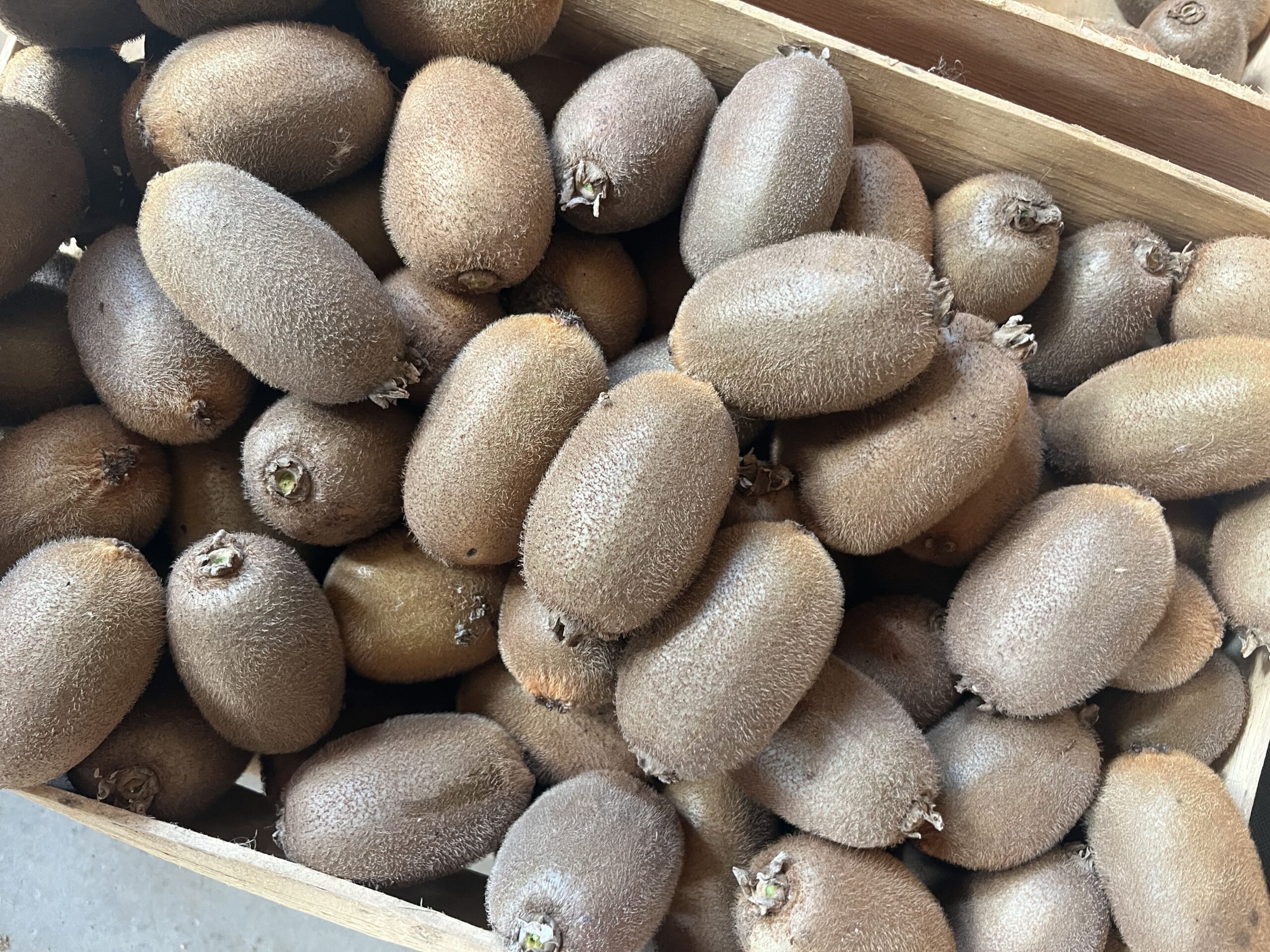 Kiwis frais en caisses bois à la Ferme Pellausy, producteur local à villemur-sur-tarn