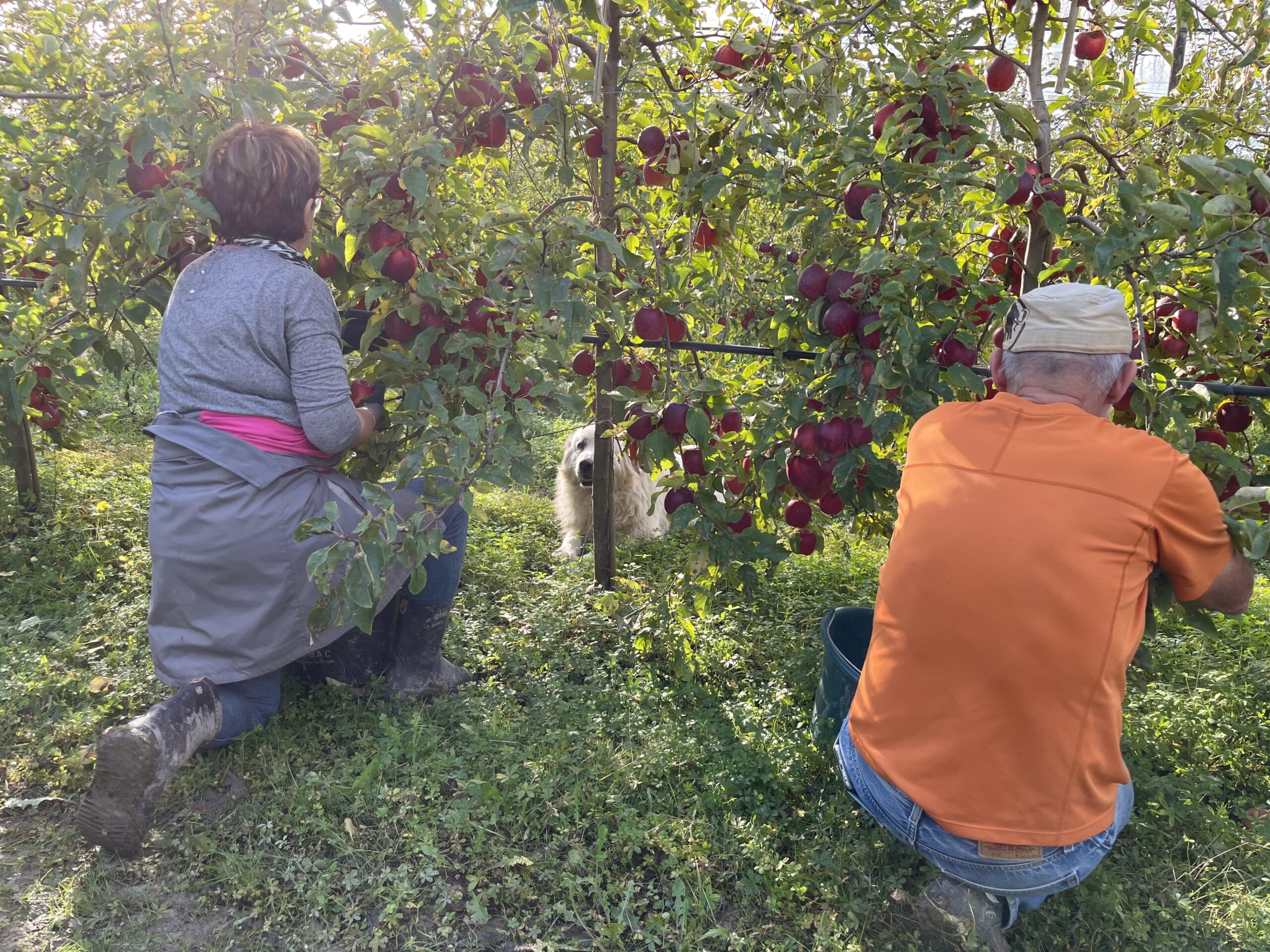 Récolte de pommes avec un chien dans le verger de la Ferme Pellausy à villemur-sur-tarn