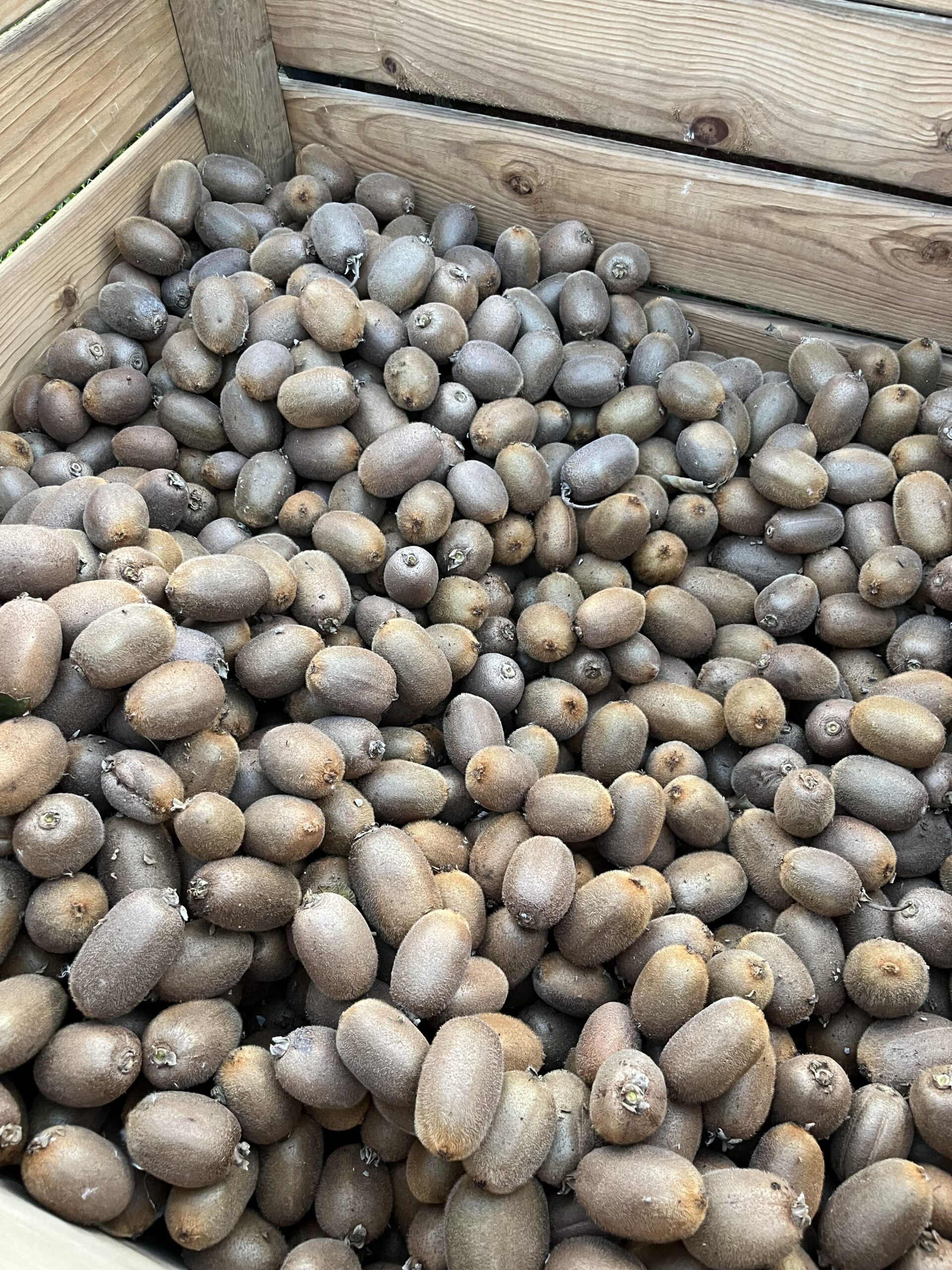 Kiwis frais en caisse bois Ferme Pellausy à villemur-sur-tarn, ambiance marché rustique