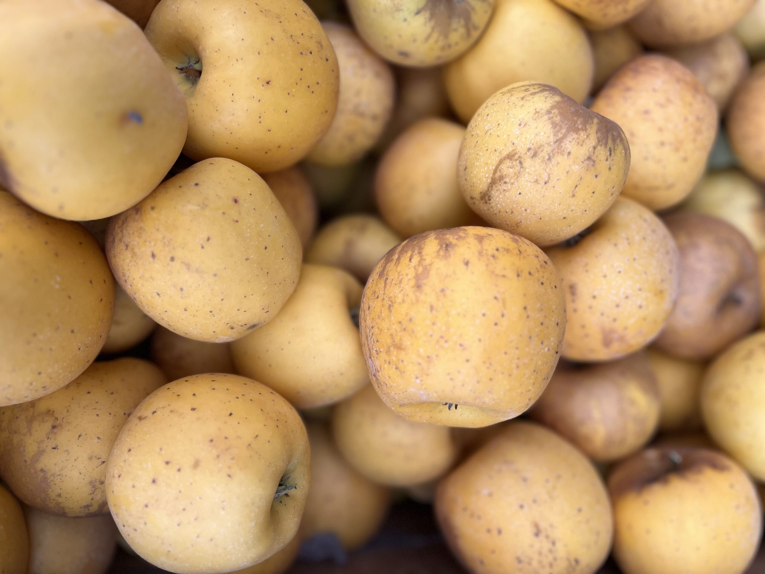 Pommes jaunes tachetées, récolte naturelle de la Ferme Pellausy à villemur-sur-tarn