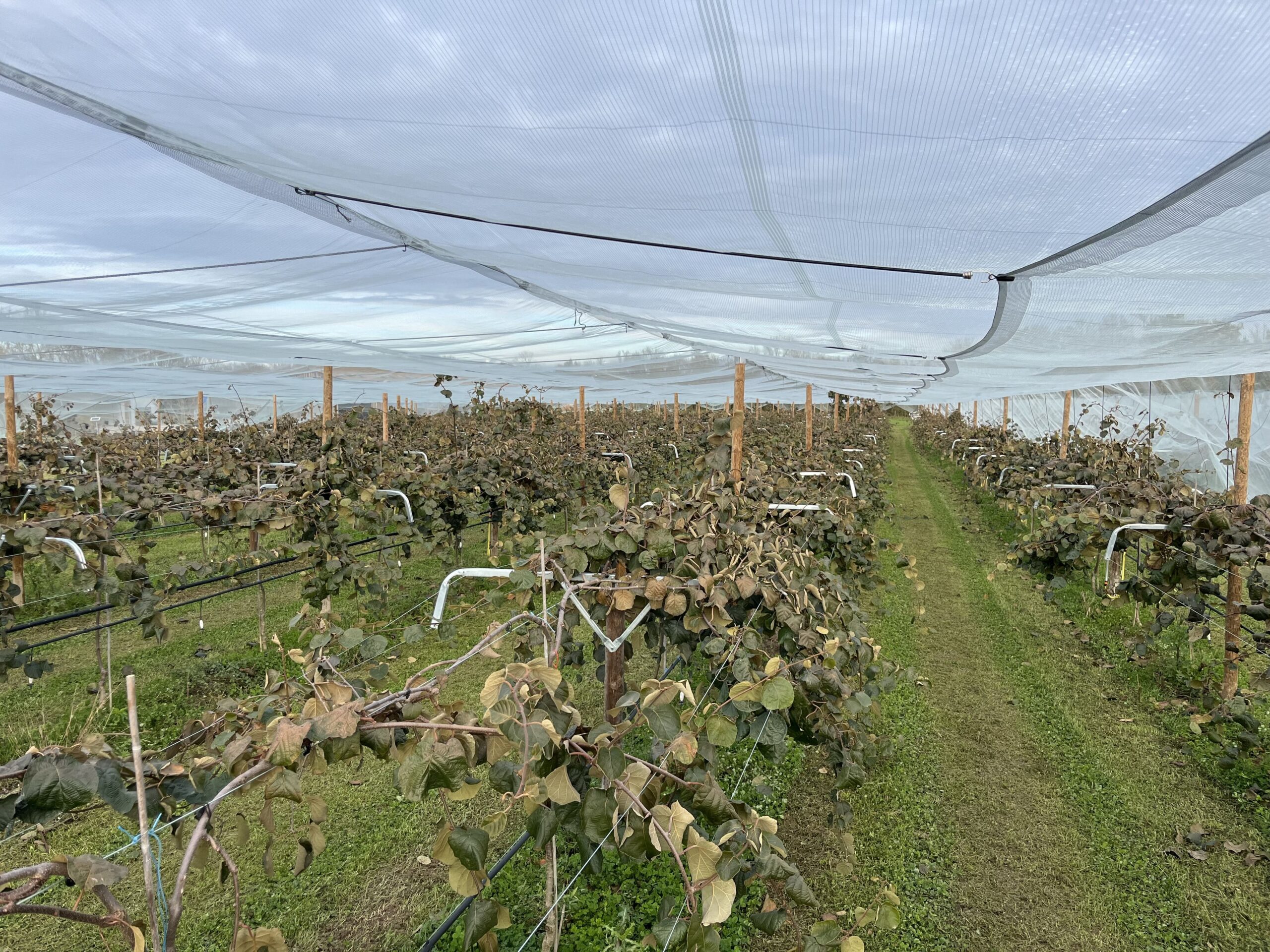 Kiwi sous filets de protection à la Ferme Pellausy, rangs alignés en hiver à villemur-sur-tarn