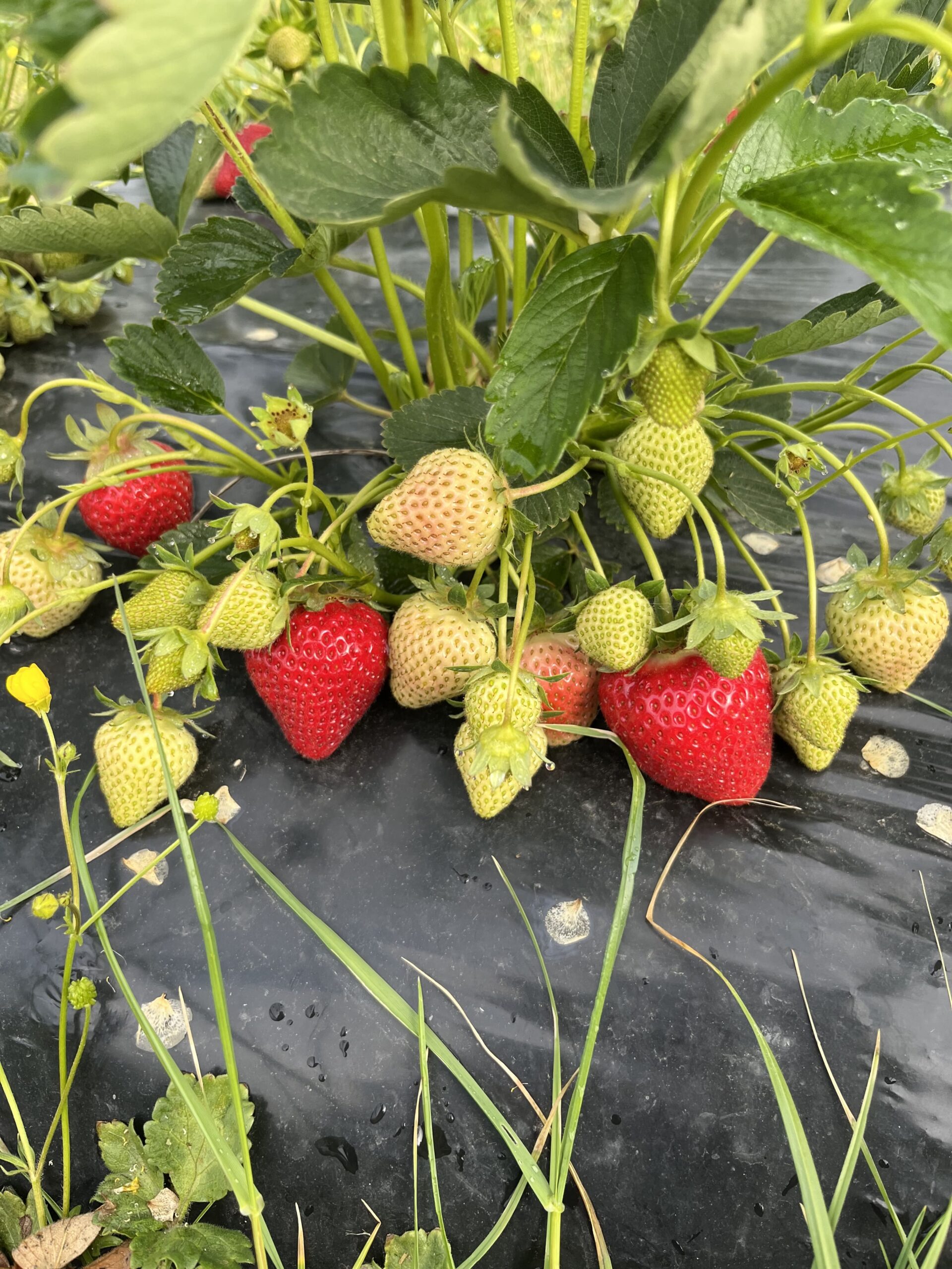 Fraises en plein champ sous bâche noire à la Ferme Pellausy à villemur-sur-tarn après la pluie