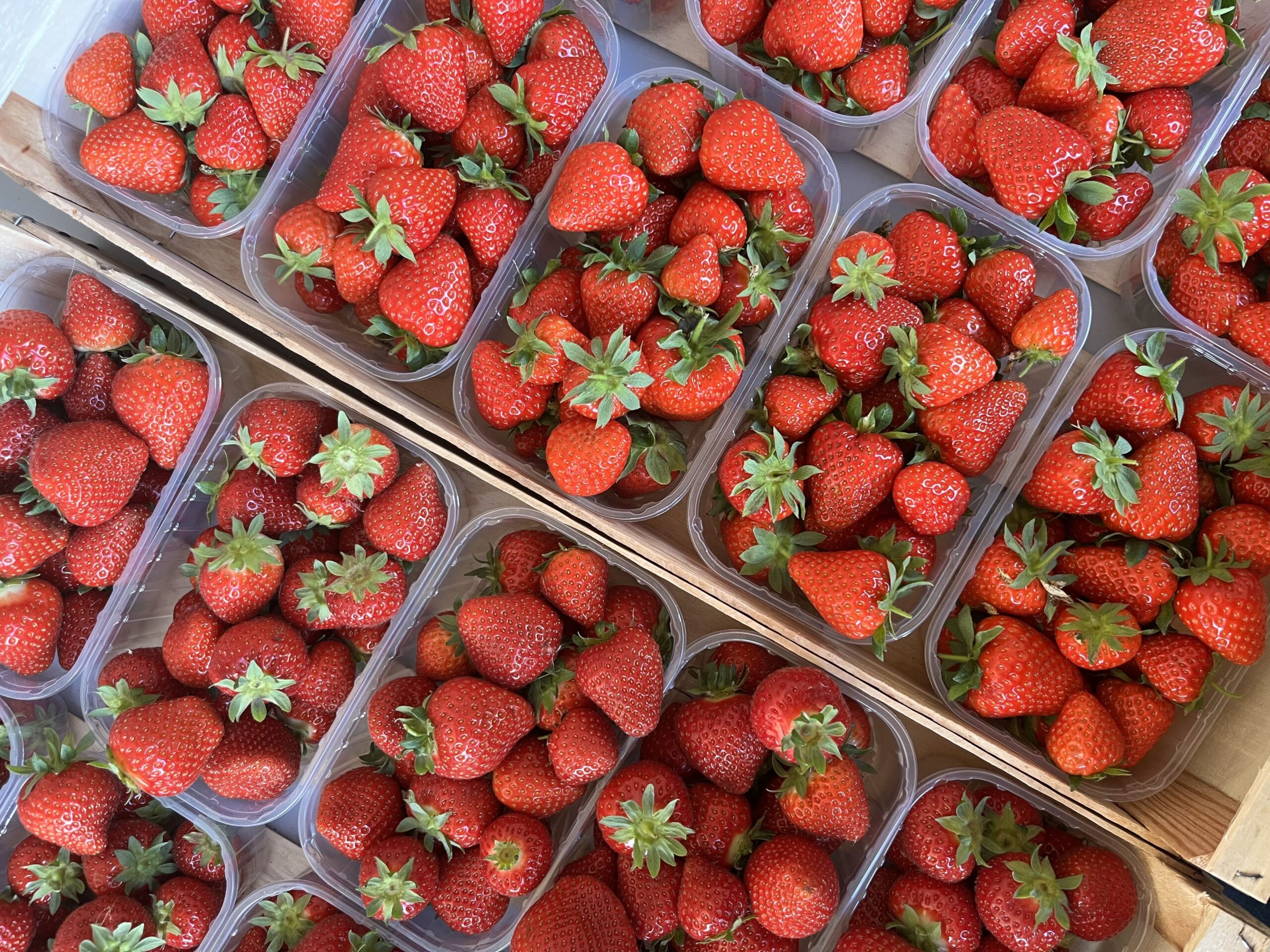 Barquettes de fraises fraîches de la Ferme Pellausy à villemur-sur-tarn, alignées sur un support en bois