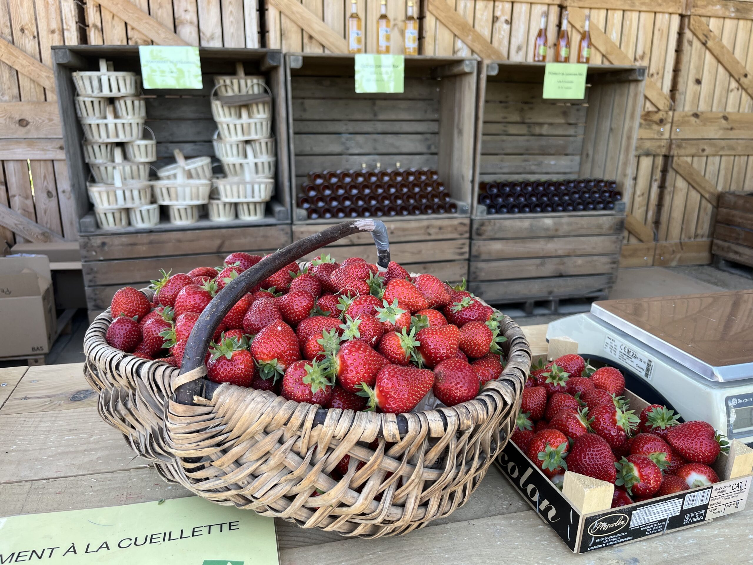Fraises fraîches en panier en osier sur étal à la Ferme Pellausy à villemur-sur-tarn