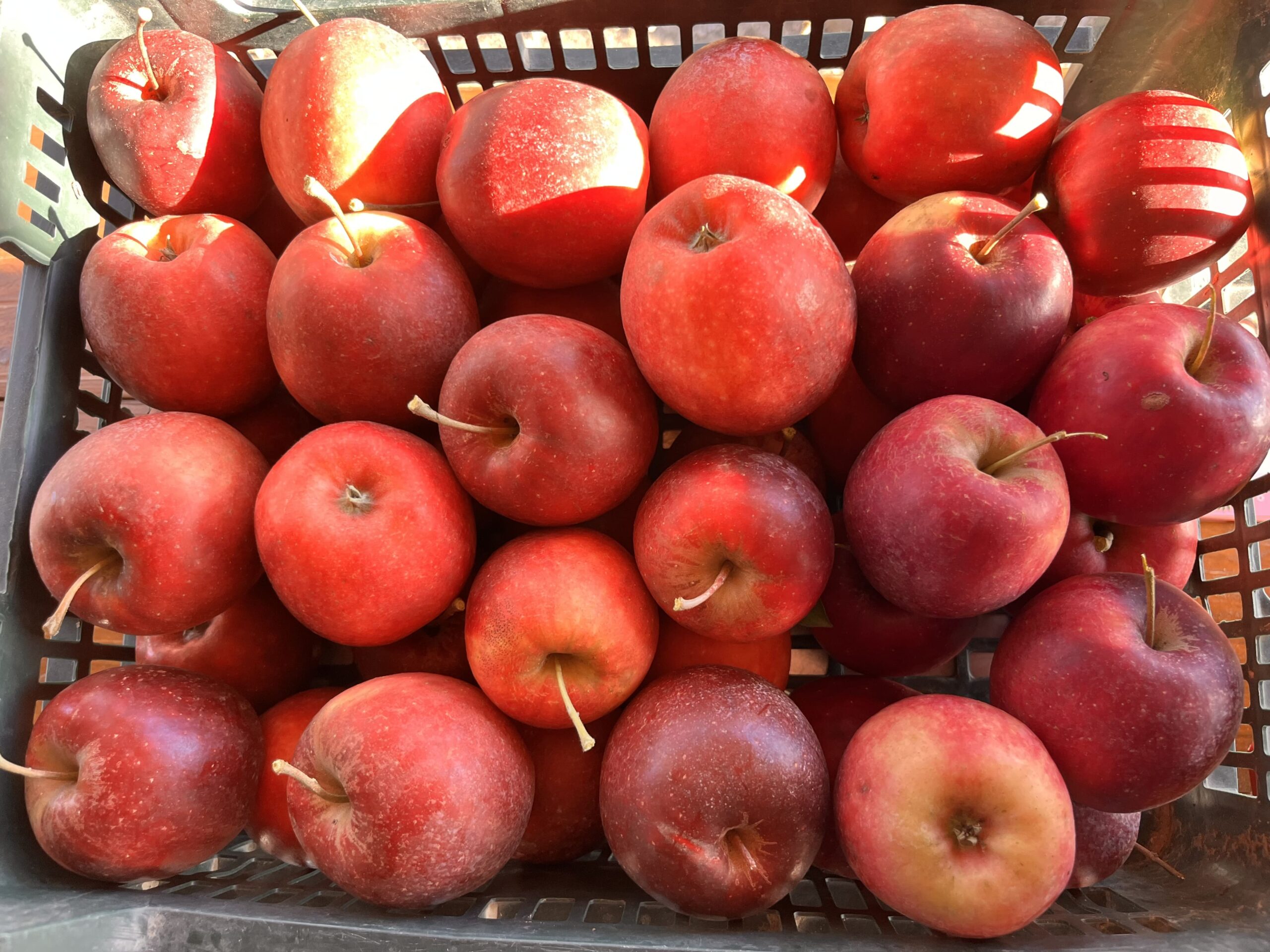 Pommes rouges fraîches en panier noir à la Ferme Pellausy, récolte fermière locale à villemur-sur-tarn