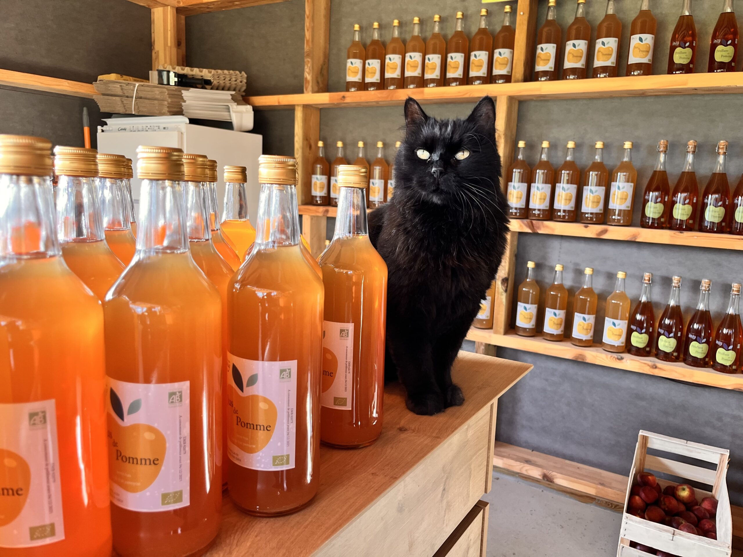 Chat noir et jus de pomme artisanal à la Ferme Pellausy, boutique chaleureuse à villemur-sur-tarn