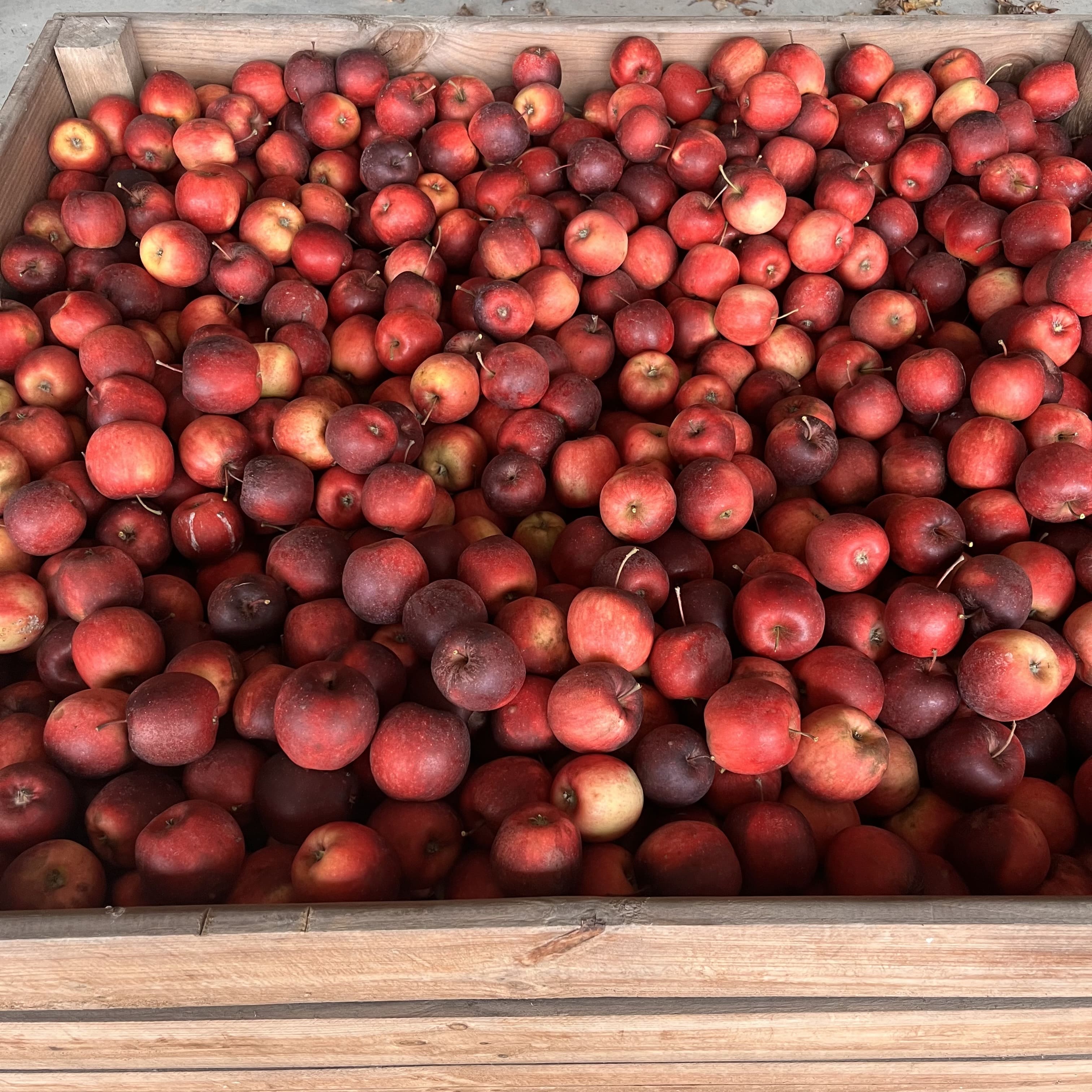 Pommes rouges fraîchement récoltées en caisse rustique à la Ferme Pellausy, villemur-sur-tarn