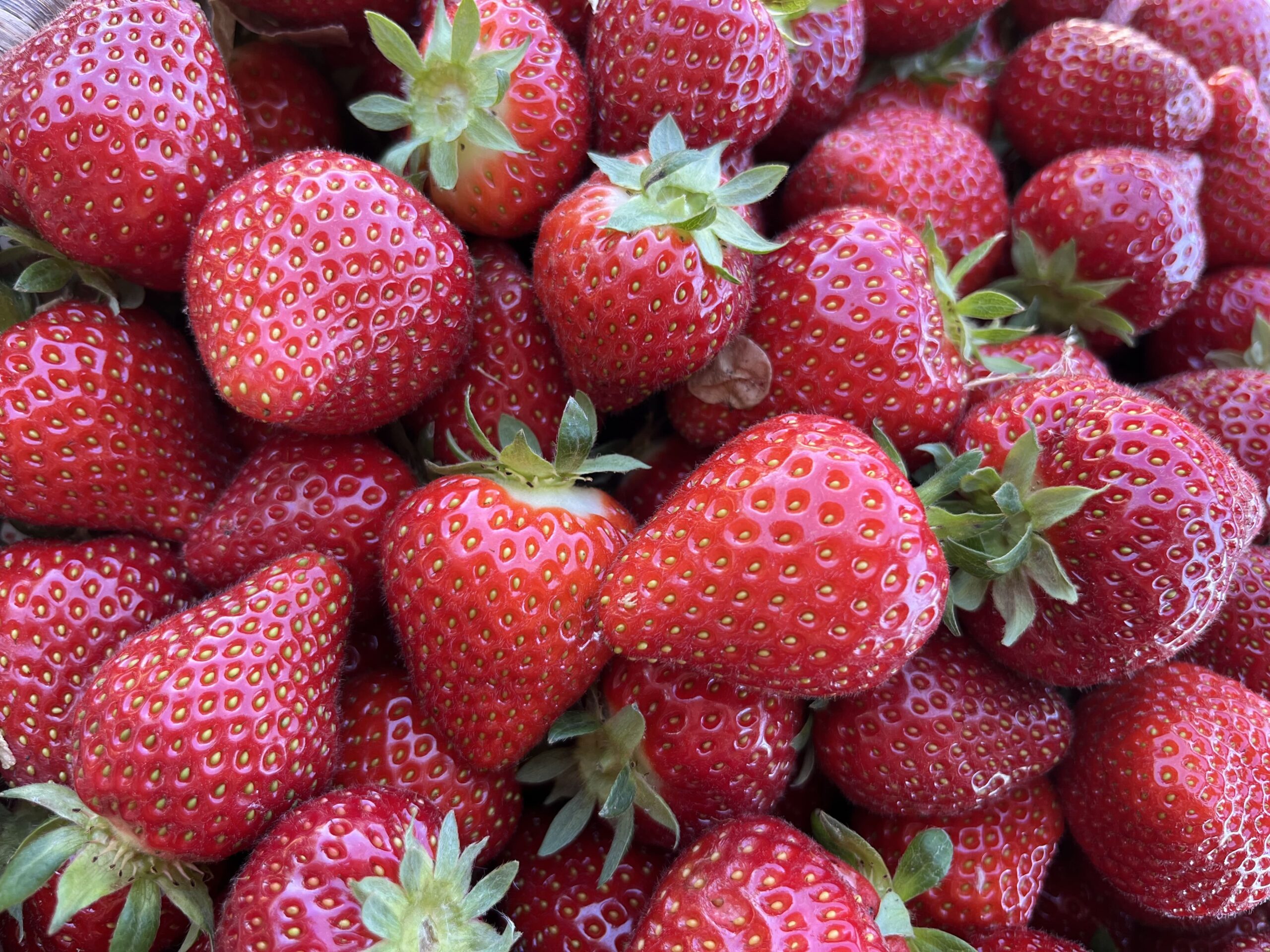Fraises fraîches et juteuses de la Ferme Pellausy à villemur-sur-tarn, mises en avant en gros plan