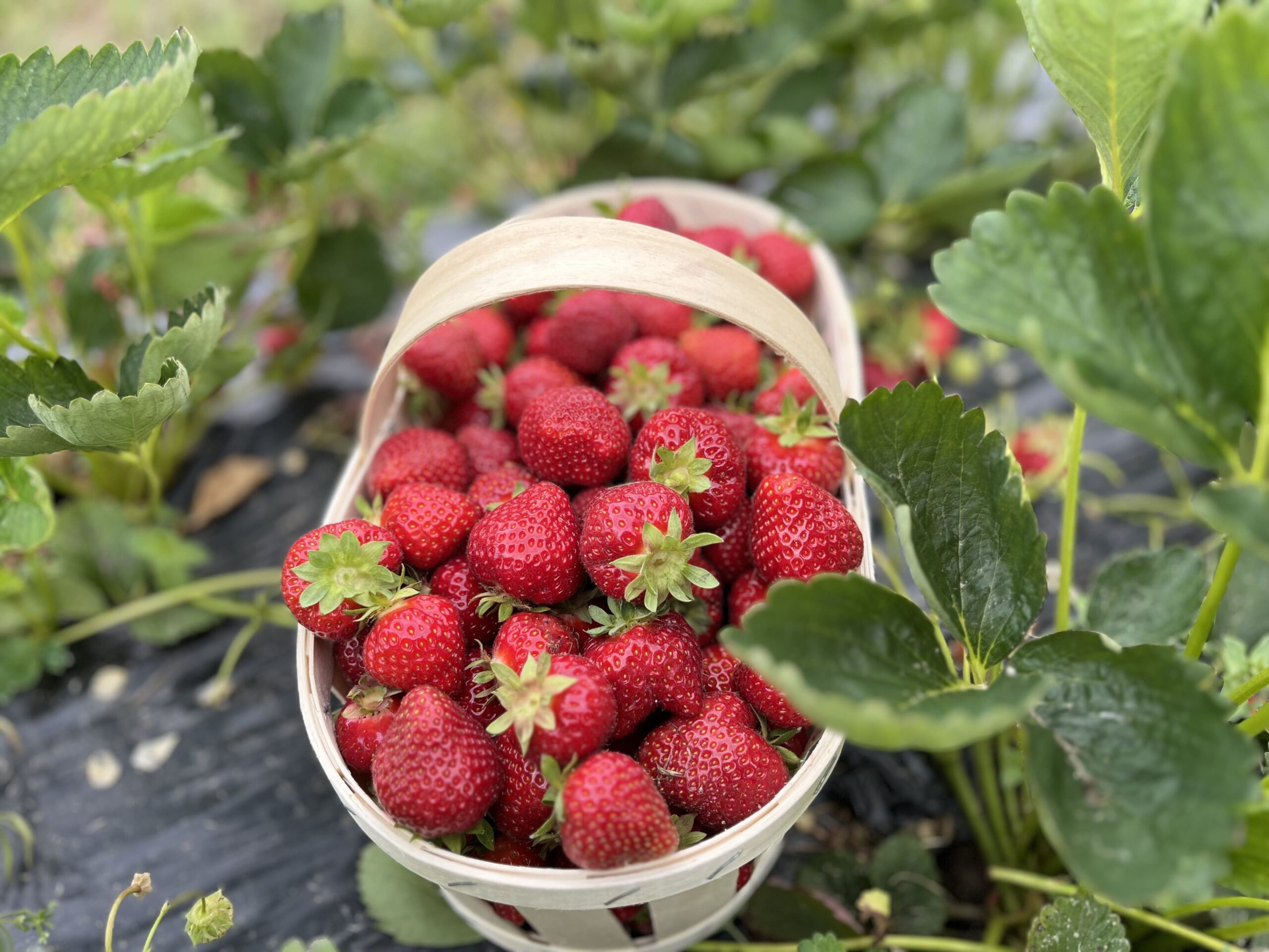 Fraîches fraises en panier au champ, récolte Ferme Pellausy à villemur-sur-tarn